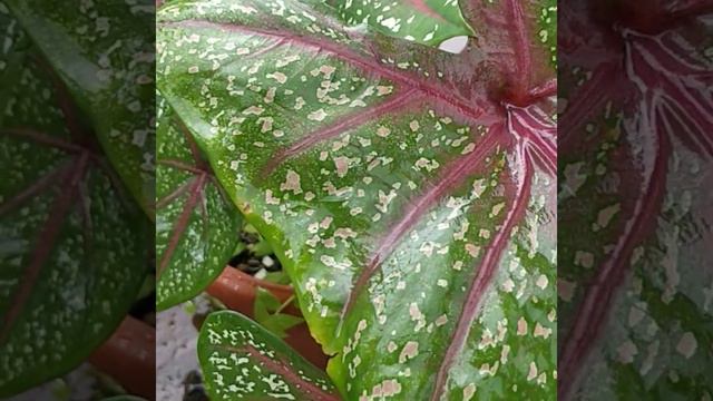 My garden croton type -3 / caladium in my garden/ planting /growing tips and ideas. смотреть онлайн