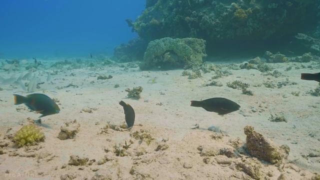 Amazing Underwater World of the Red Sea - 4K Relaxation Video with Calming Music - 3 HOUR - Part #1 смотреть онлайн