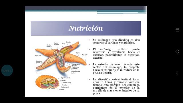 CLASE ASTEROIDEA смотреть онлайн