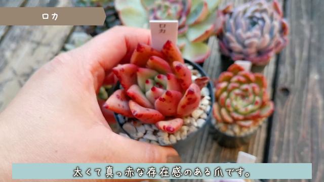 【エケベリア】今日の気になる多肉#2 смотреть онлайн