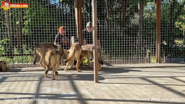 Видали? Дрессированные волки! 👍🏻😎 Тайган. Wolves life in Taigan. смотреть онлайн