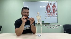 Анатомия скелета для тренера.