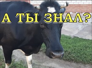 Закон «О НАВОЗЕ» - ничуть не смешно: нюансы и суть