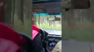 Субару Форестер SG5