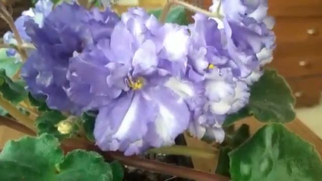 чудо фиалка! я таких больших цветов не видела смотреть онлайн