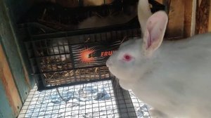 Кролики Белый Паннон, ещё одна крольчиха родила крольчат.