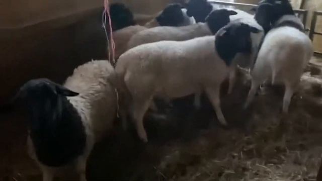 Овцы и бараны породы Дорпер! Мясная порода овец! Разведение овец Дорперов! Дорпер овцы в России! смотреть онлайн