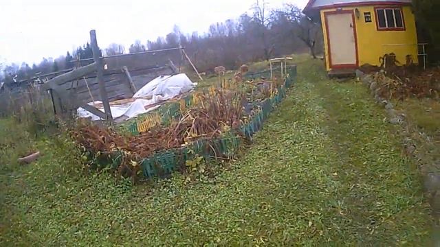 Мой клематис