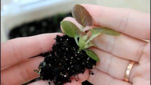 Бегония клубневая и вечноцветущая от посева до цветения. __Валентина Земскова.