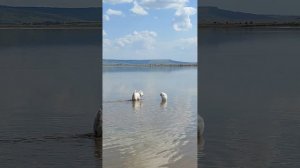 Соленое озеро. Светлоград. Ставропольский край.