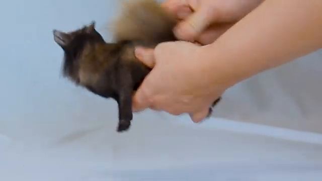 серый волк игрушка в смешанной технике смотреть онлайн