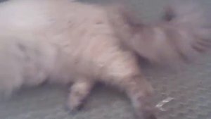 Невские маскарадные кошки. Невские маскарадные котята