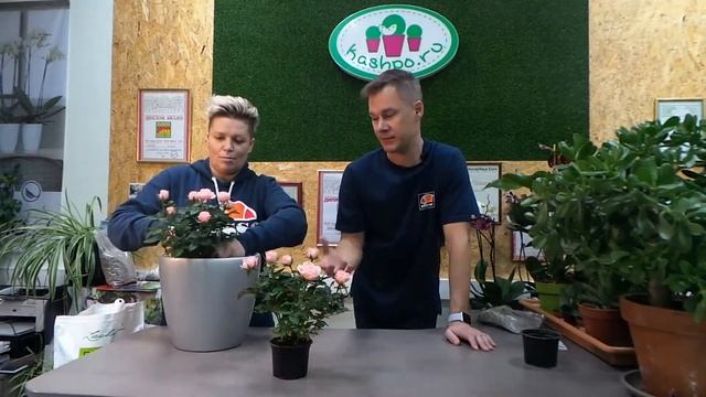 Домашняя роза в кашпо! смотреть онлайн