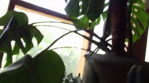 ОБЗОР КОЛЛЕКЦИИ КОМНАТНЫХ РАСТЕНИЙ.  АВГУСТ 2023 ГОДА.