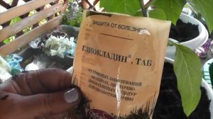 Посадка цветов в вазоны 2018 год.
