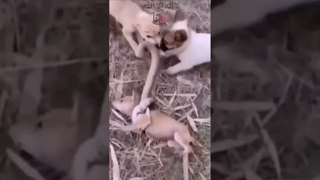 о #Аллах объединение #мусульман смотреть онлайн