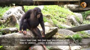 Singapore Zoo Mandrill, Chimpanzee, Baboon Feeding and Fun Facts by Raees Rafael