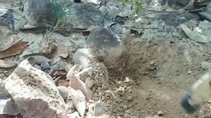 E as pepitas não param de aparecer