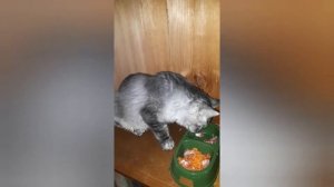 Натуральное питание для котёнка