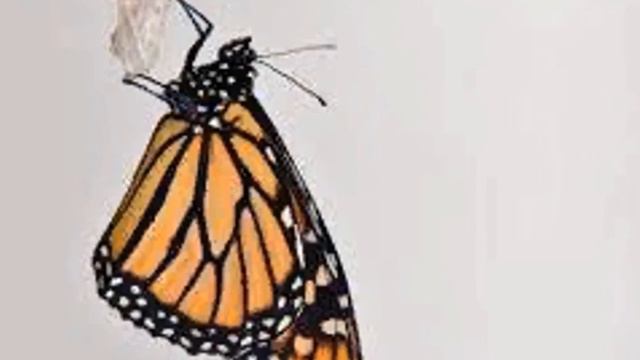 Николай Сладков "Домашняя бабочка" смотреть онлайн