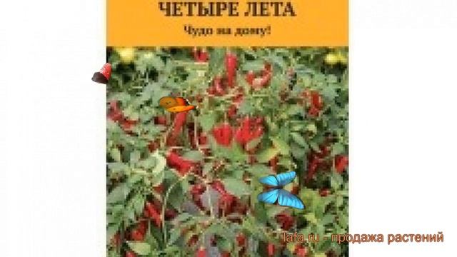 Перец кустарниковая Перец кустарниковый Феникс ? обзор: как сажать, семена перца