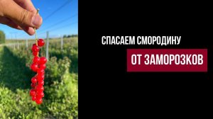 Смородина на шпалере Готовимся к заморозкам.