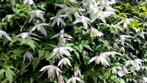 ? КЛЕМАТИС КНЯЖИК 'ВИЛЛИ' - Clematis 'Willy' – княжики сорта от Клематис TV