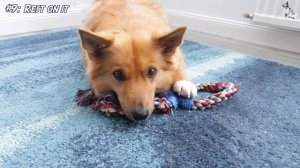 20 DOG TRICKS ONE PROP (20:1) - Icelandic Sheepdog Sara (Specialty Title by Do More With Your Dog)