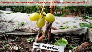Виноград Медовый- селекция Писанки О.М. - ждем на тот год крупные грозди, мускат уже есть! Пузенко