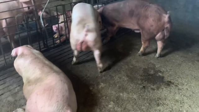 Хряк ДЮРОК. Покрываем свинок дюрком. смотреть онлайн