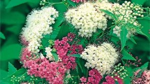 СПИРЕЯ. Неприхотливый изящный кустарник. НАИБОЛЕЕ ПОПУЛЯРНЫЕ СОРТА. Обзор.