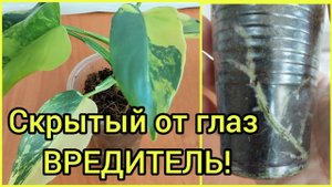 СКРЫТЫЕ? #ВРЕДИТЕЛИ ⚠️В НОВОМ РАСТЕНИИ?Куда смотреть?Как лечить? #цветы #уход ?Корневой червец