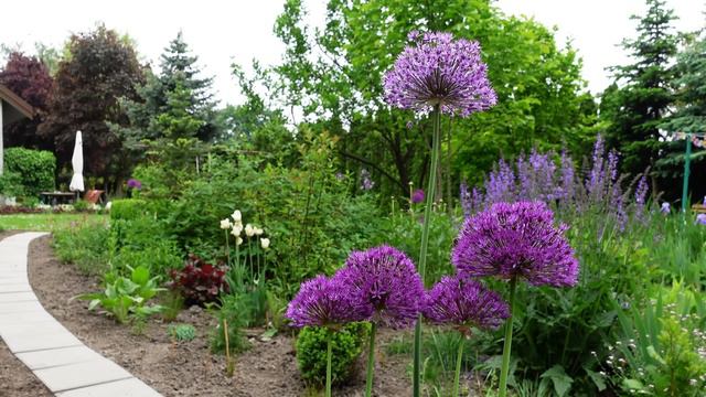 Sadzimy czosnki ozdobne. Wiosna będzie piękna. смотреть онлайн