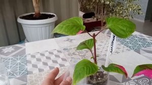 Альтернантера прелестная. Формировка куста. Результат укоренения.