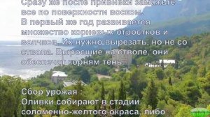 КАК ВЫРАЩИВАТЬ ОЛИВКОВОЕ ДЕРЕВО В ДОМЕ И В САДУ #олива #южные_деревья #греция #oldenburgru#264