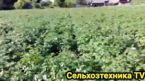 Обзор Посадки Картофеля на 6 июня Сорт Манифест, бриз, Вектор