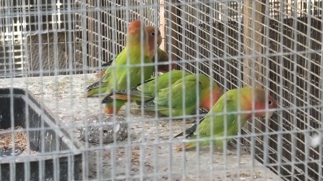 Попугаи неразлучники. Lovebirds parrots. смотреть онлайн