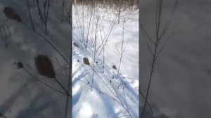 Проверка петли на зайца а попалась лиса