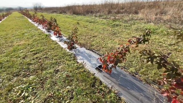 Готовлюсь к зиме - убрал временную шпалеру и режу ремонтантную ежевику смотреть онлайн