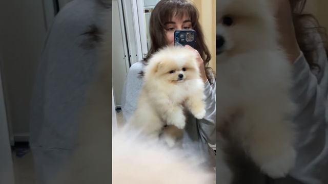 Померанский шпиц (шикарный кремовый шпиц)?