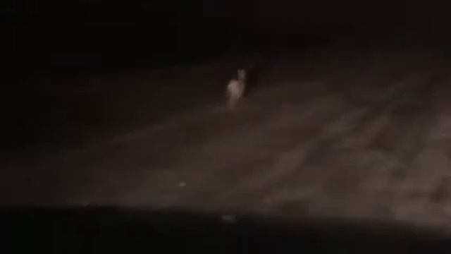 Продолжение погоня за зайцем смотреть онлайн