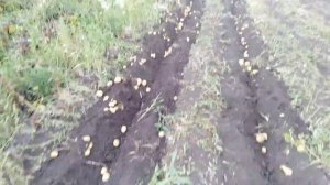Сорта картофеля:Бела роса, Мелодия, Капелька, Синий туман.