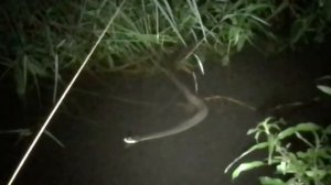 Three-Toed Amphiuma!