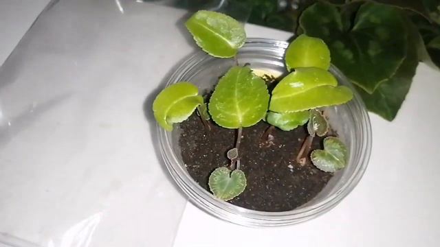 Цикламены. (Cyclamen) Наблюдения за сеянцами цикламенов 3 месяца от посева.