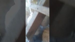 отработанные блоки грибов вешенки