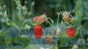 «Сладка ягода» Аркадий Северный, Юлия Боголепова, Ольга Воронец (из кф Любовь земная, 1975)