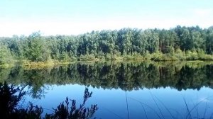 ДАРЫ ЛЕСА:ЧЕРНИКА НА ПРИРОДНОМ ПЬЕДИСТАЛЕ. ТОРФЯНОЕ ОЗЕРО. ИГРА ВЕТРА, ТАНЕЦ ЛИСТВЫ.