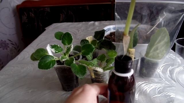 Укоренение листа узамбарской фиалки в воде в домашних условиях. Размножение фиалок листом