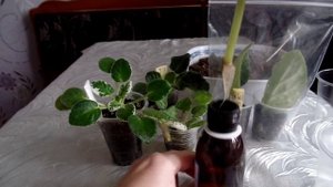 Укоренение листа узамбарской фиалки в воде в домашних условиях. Размножение фиалок листом