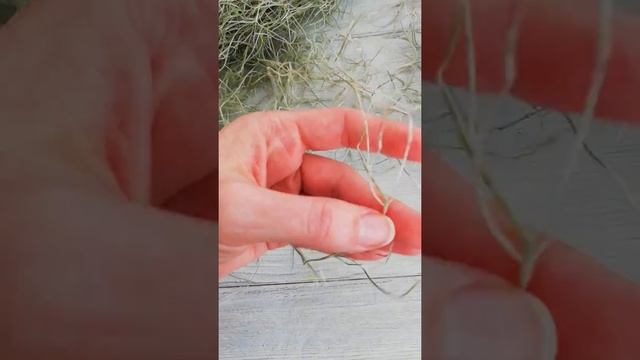 Тилландсия уснеевидная